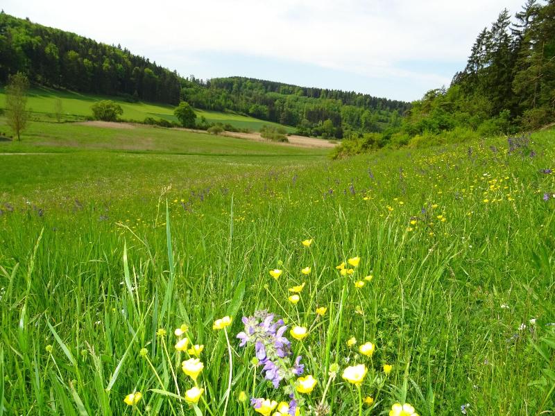 Gasthof Zum Goldenen Lamm image