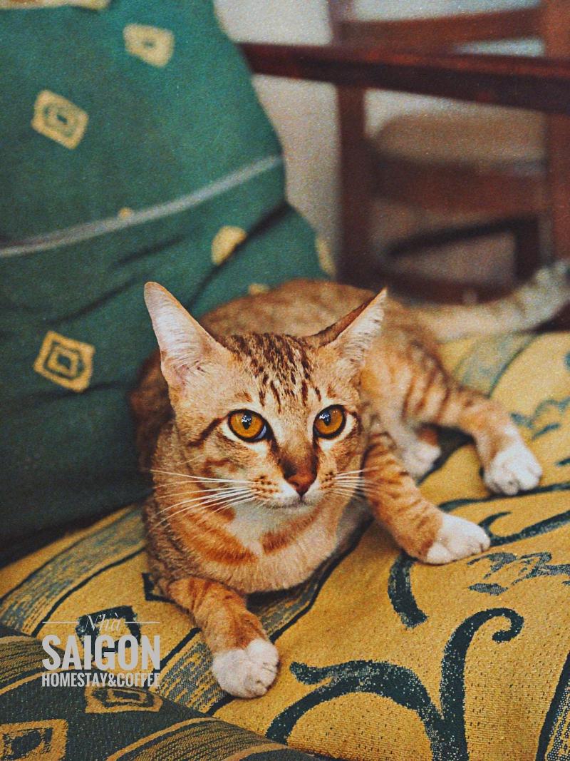 Nha Saigon image