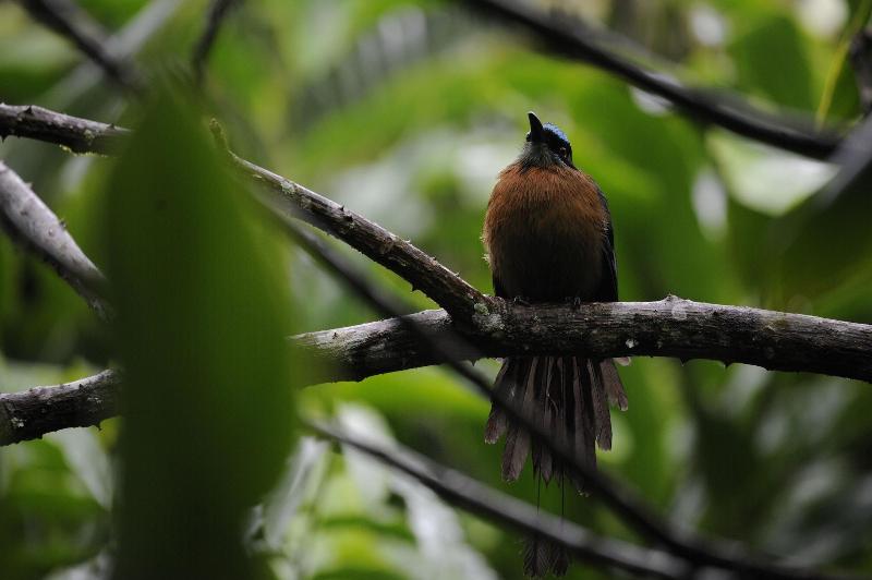 Omega Tours Adventure Company Eco Jungle Lodge image