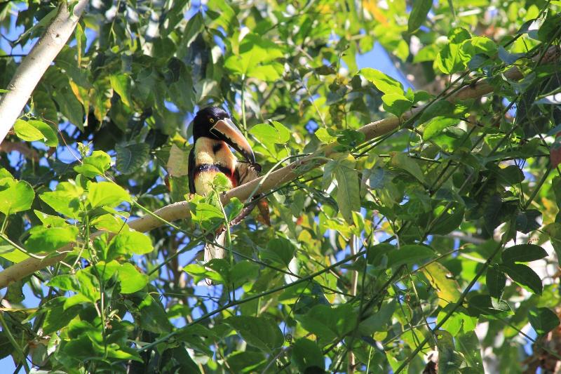 Omega Tours Adventure Company Eco Jungle Lodge image