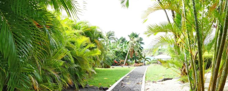 Amaudo image