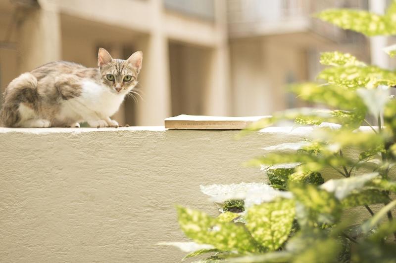 Gatto Perso Luxury Apartments image