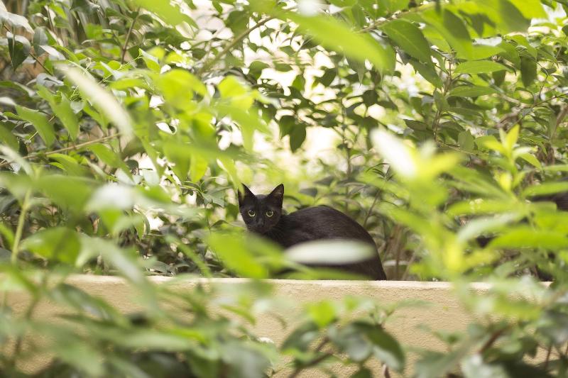 Gatto Perso Luxury Apartments image