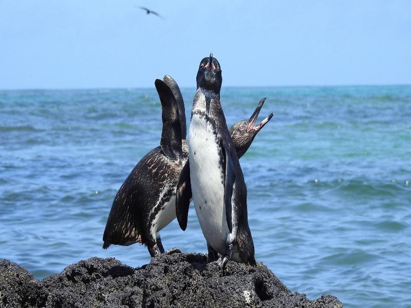 Cormorant Beach House image