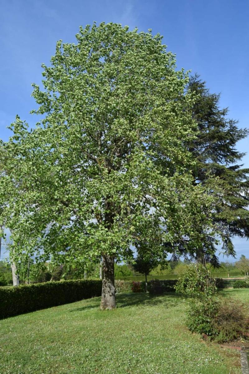 Le Nid De L Ecureuil image