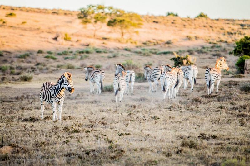 African Safari Lodge