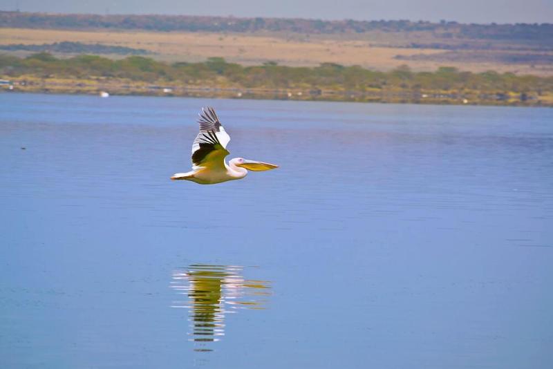 Sirville Lake Elementaita Lodge image