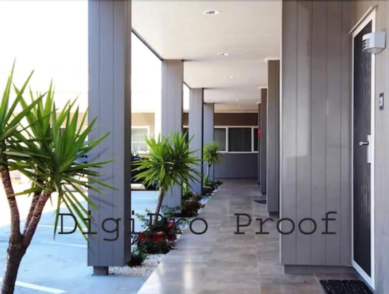 Auckland Phoenix Palm image