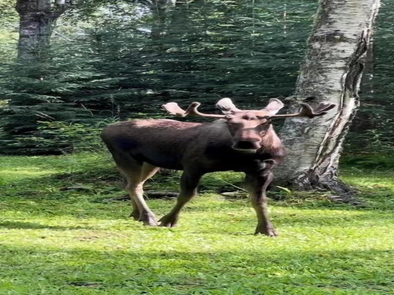 Meandering Moose Lodging image