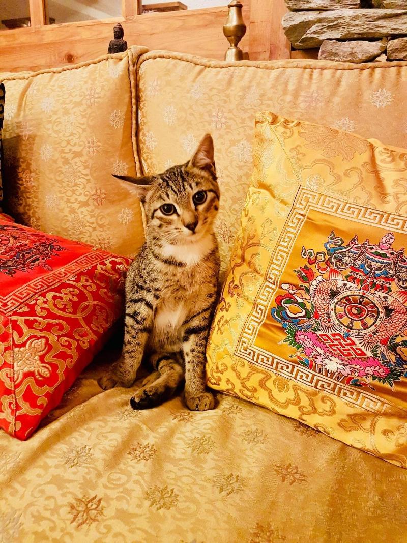 Three Jewels Boutique Hotel image