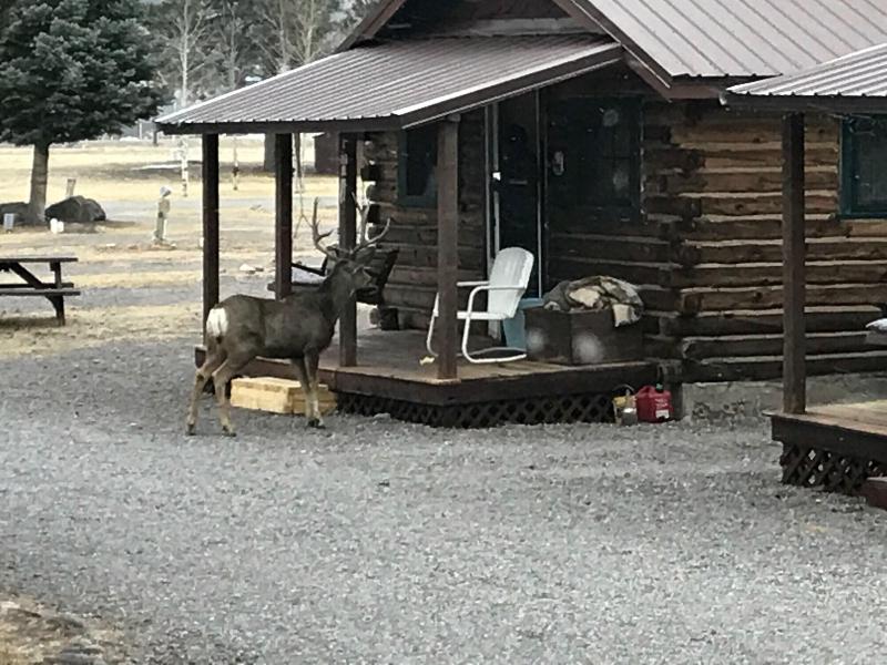 Grandview Cabins Rv Resort