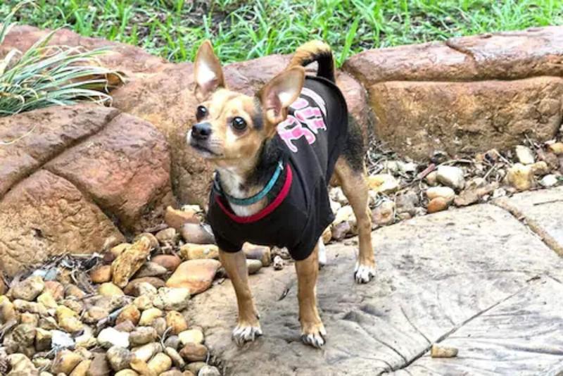 Richard S Pet Friendly Motel image