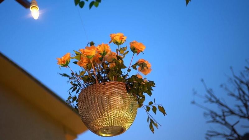 Mango Bloom River Resort image