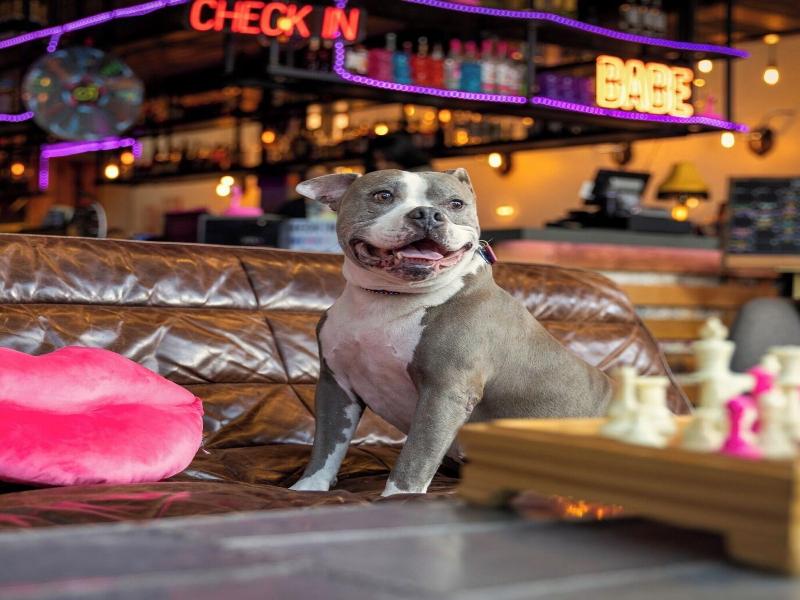 Moxy Houston Downtown image