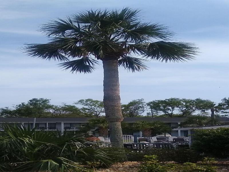 Gulf Coast Inn