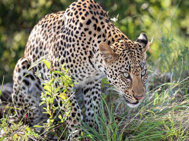 Leopard Sands, Kruger Park image