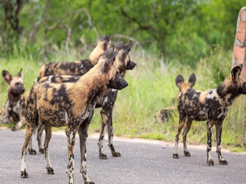 Leopard Sands, Kruger Park image