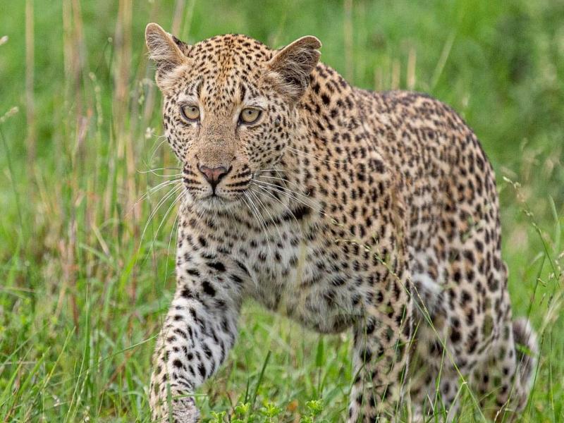Leopard Sands, Kruger Park image