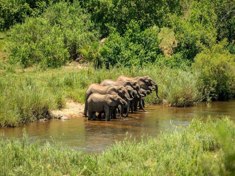 Leopard Sands, Kruger Park image