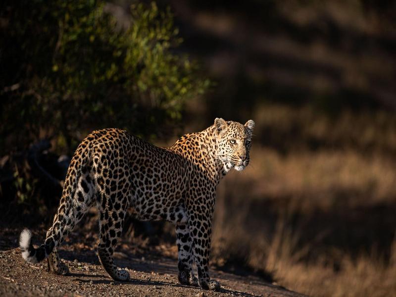 Leopard Sands, Kruger Park image