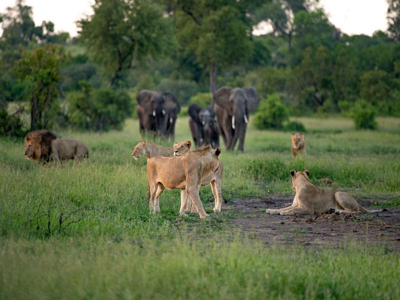 Leopard Sands, Kruger Park image