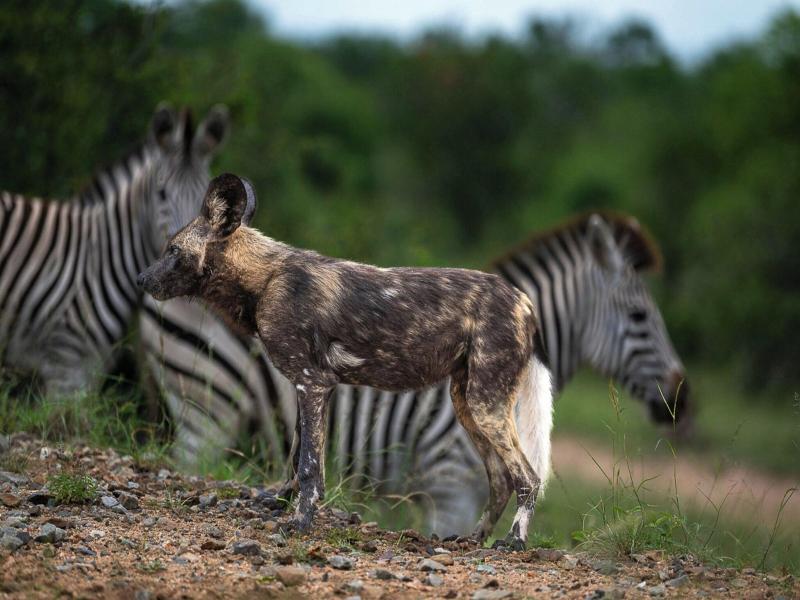 Leopard Sands, Kruger Park image