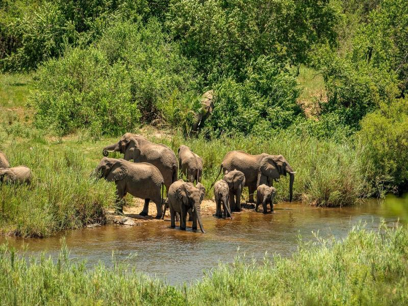 Leopard Sands, Kruger Park image