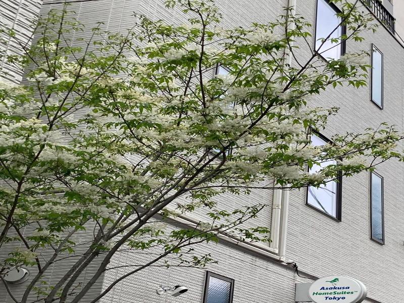 Asakusa Homesuites Tokyo