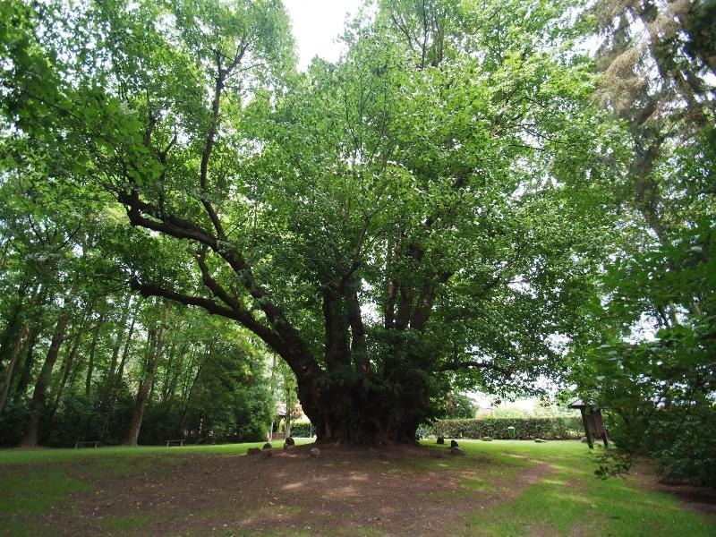 Zur Linde image