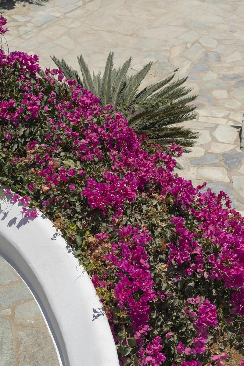 Kameo Antiparos image