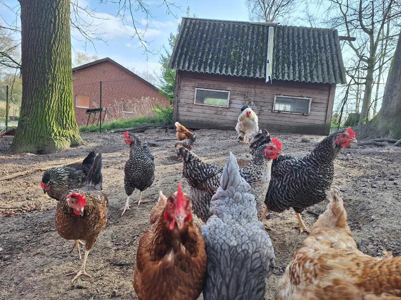 Ferienhof Grovue Drieling image