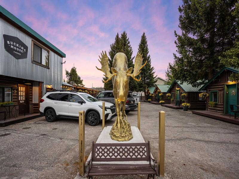 The Bucking Moose image