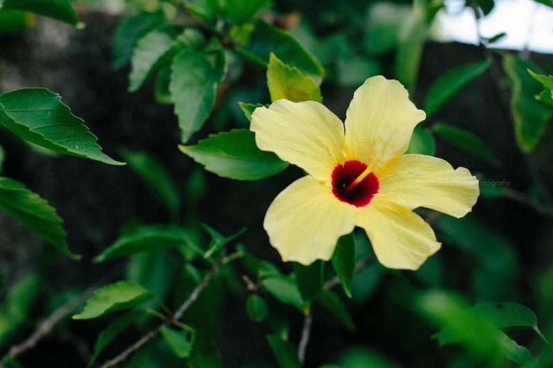 Pousada Hibiscus image