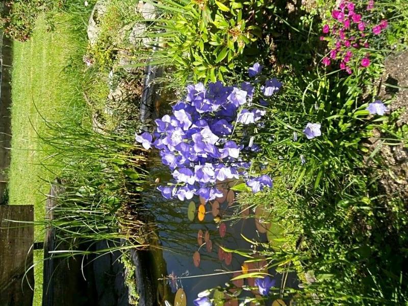 Schwarzwaldgasthaus Salenhof image