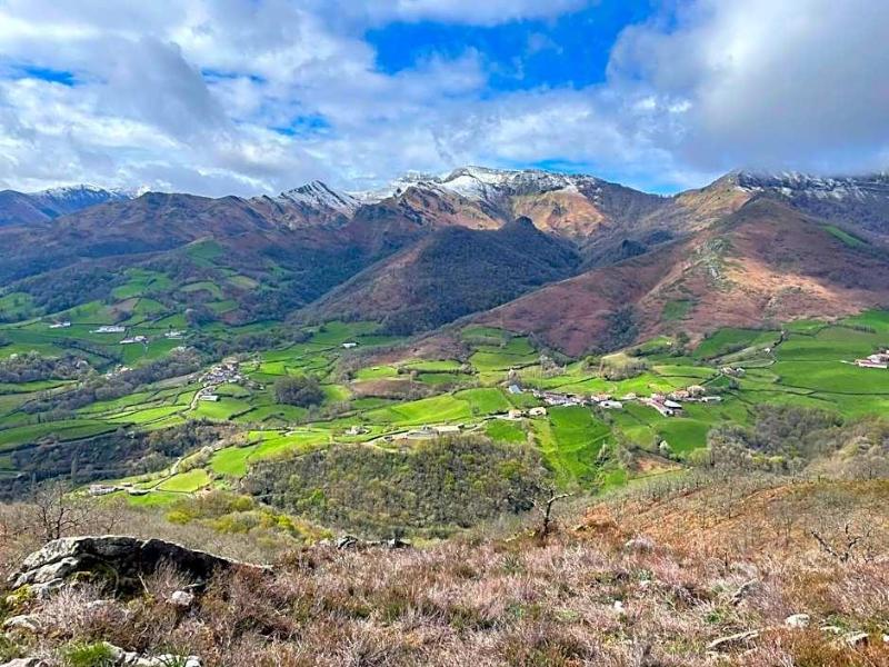 Manexenea image