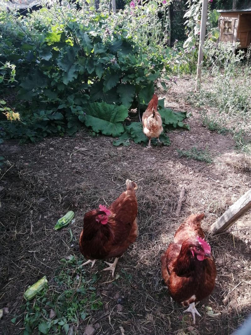 La Jariette image