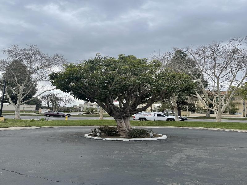 Chino Motel image