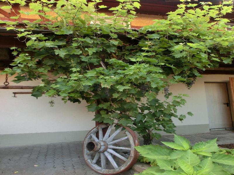 Zehnthof image