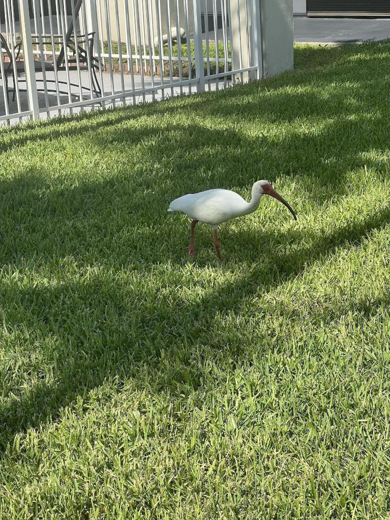 Orlando Vacation Rooms image