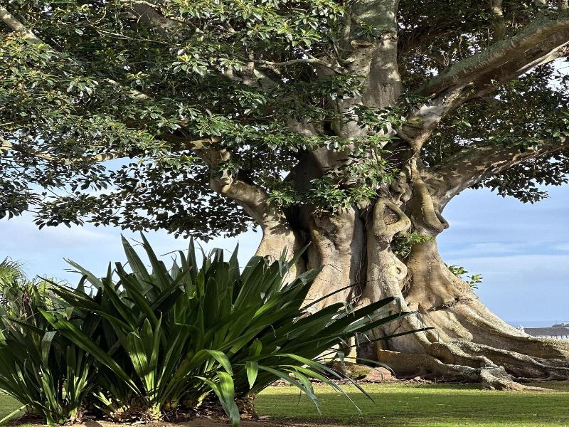 Solar Dos Cantos Botanic House And Garden image