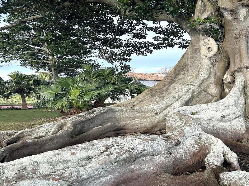 Solar Dos Cantos Botanic House And Garden image