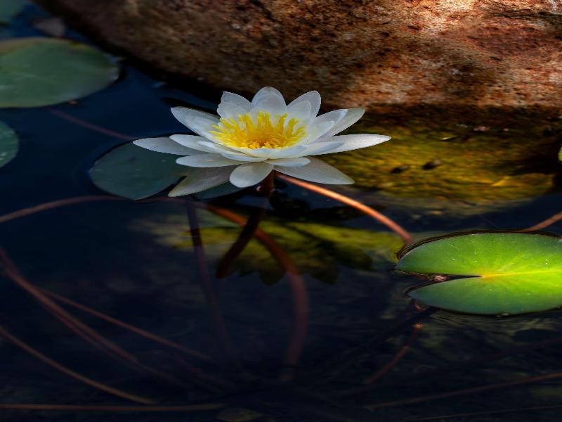 Radisson Safari Hotel Hoedspruit image