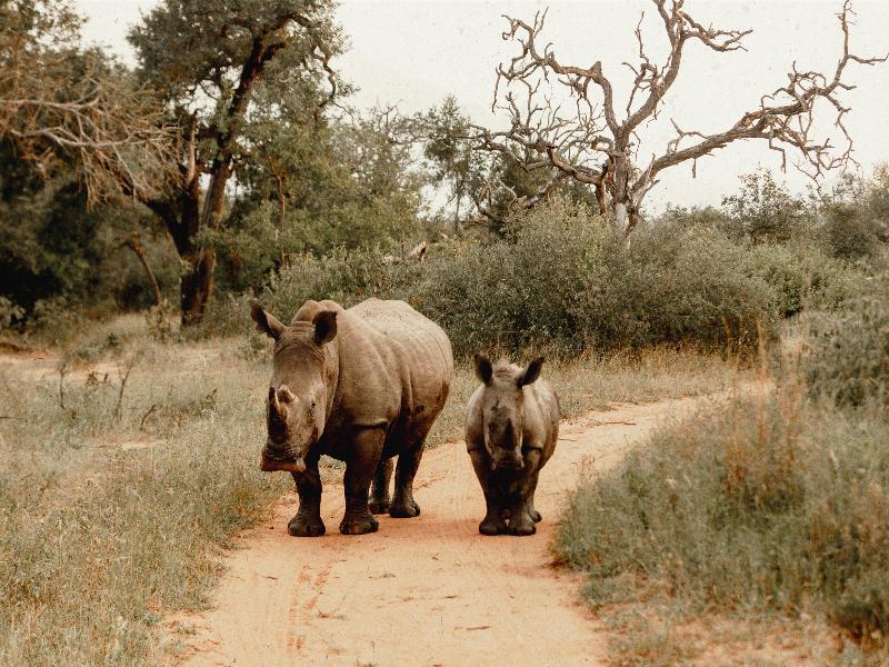 Radisson Safari Hotel Hoedspruit image