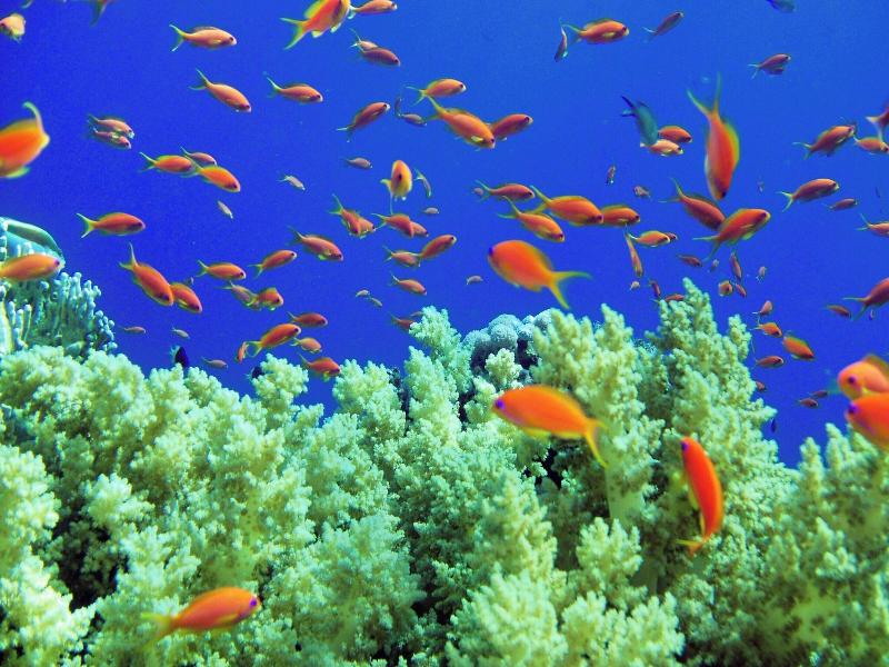 Renaissance Sharm El Sheikh Golden View Beach Rest image