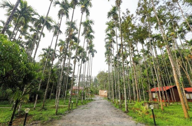 Lazo Areca Resort image