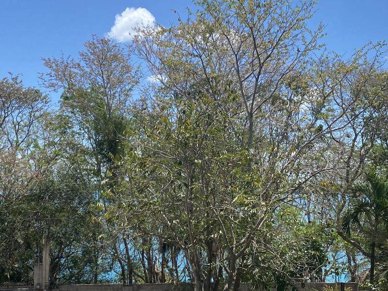 Maison Bacalar image