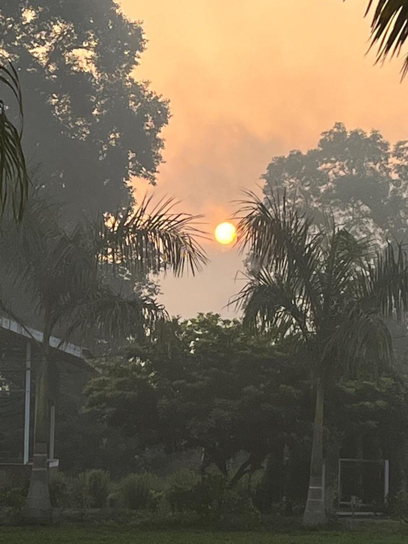 Mango Tree Farm image