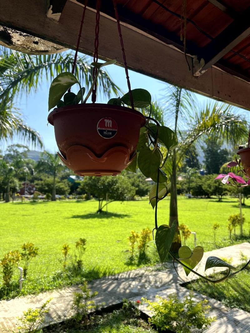 Mango Tree Farm image