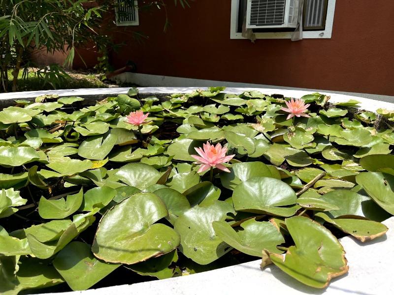 Mango Tree Farm image