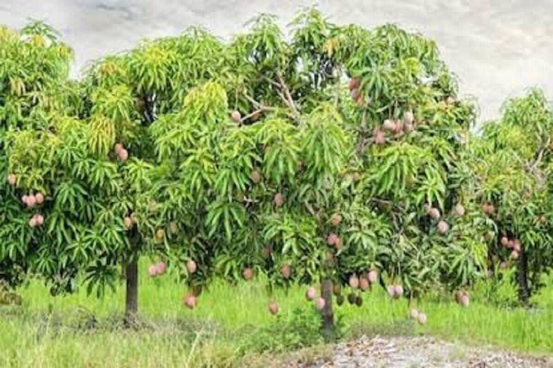 Mango Tree Farm image